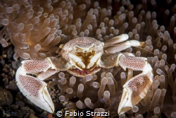 Anemone crab with eggs by Fabio Strazzi 